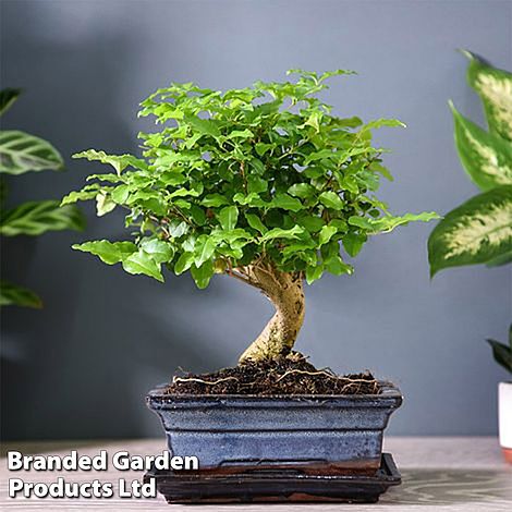 Bonsai Ligustrum (House Plant)